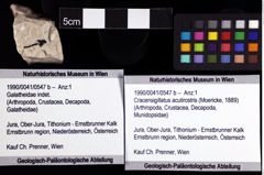 Foto (Objket + Etiketten) von Cracensigillatus acutirostris (Moericke, 1889) 